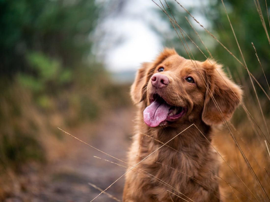 Glad hund utomhus