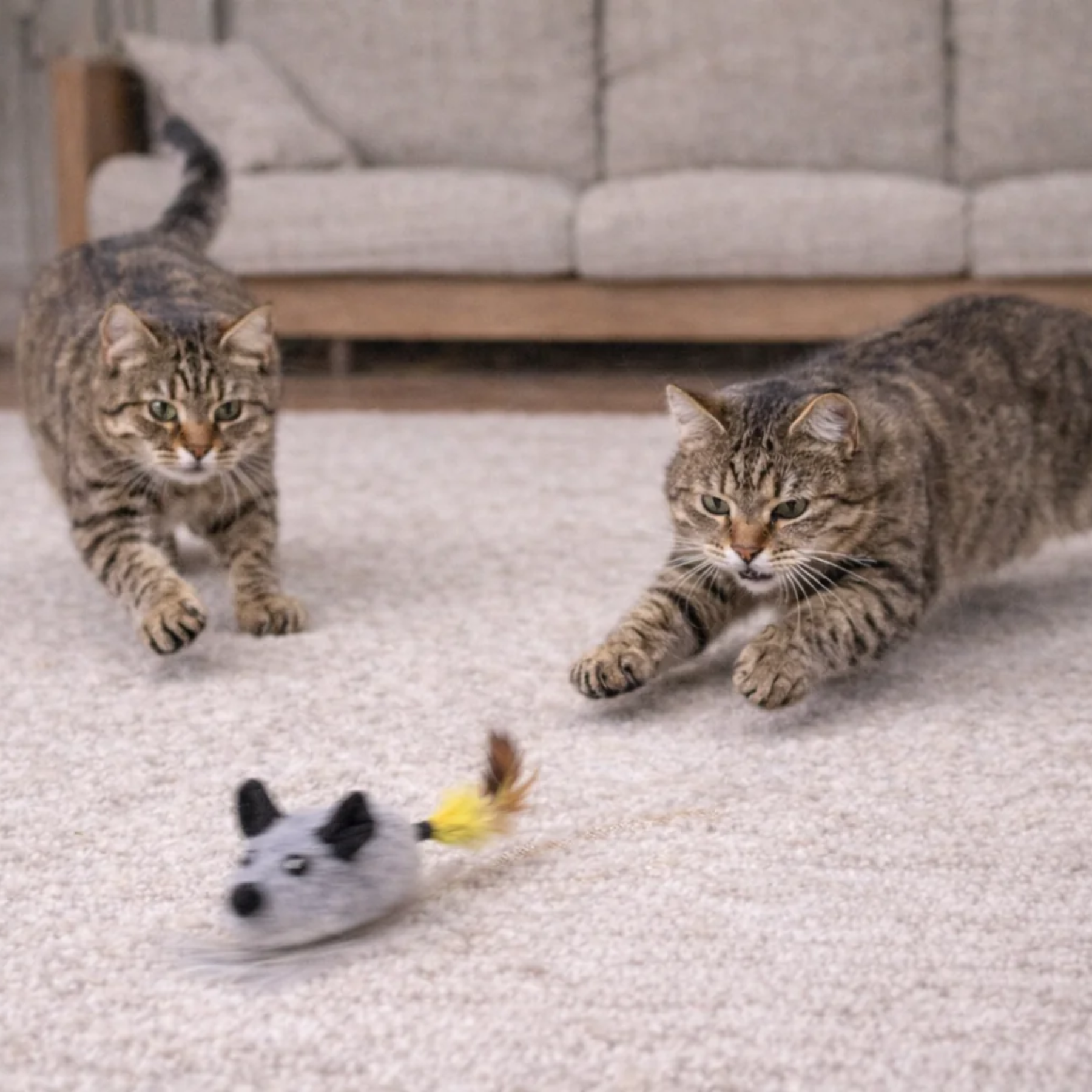 Katt jagar ChaseMouse