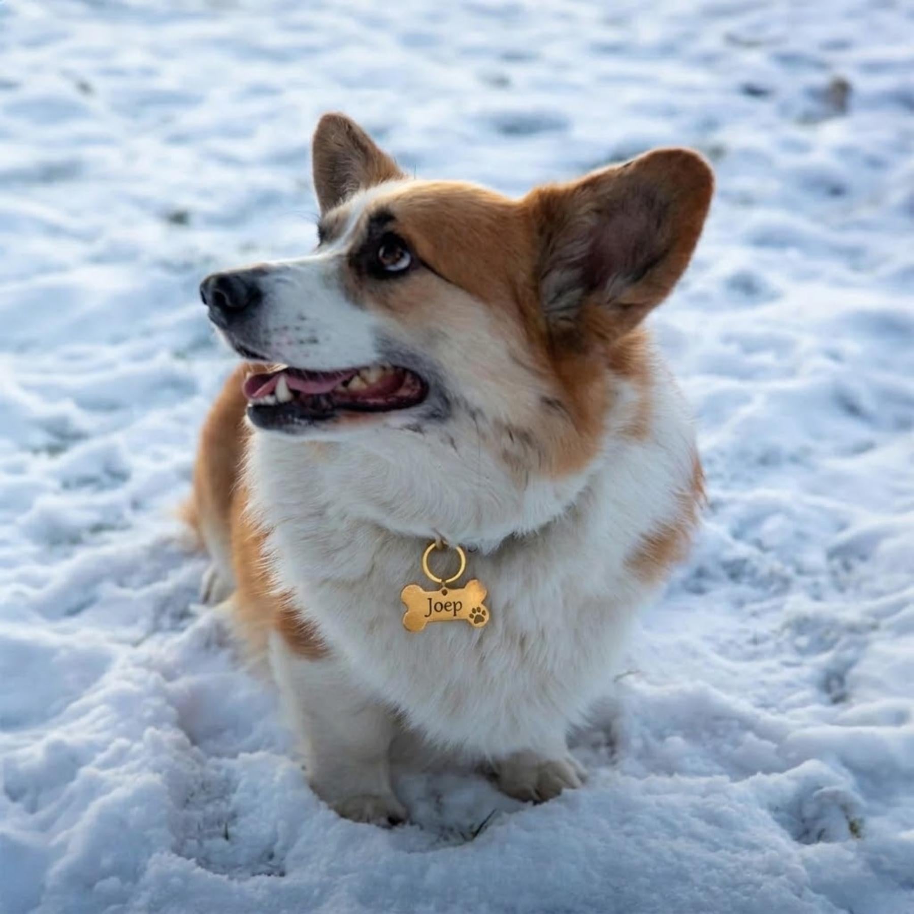 PawTag Personlig Hundskylt, bild 3