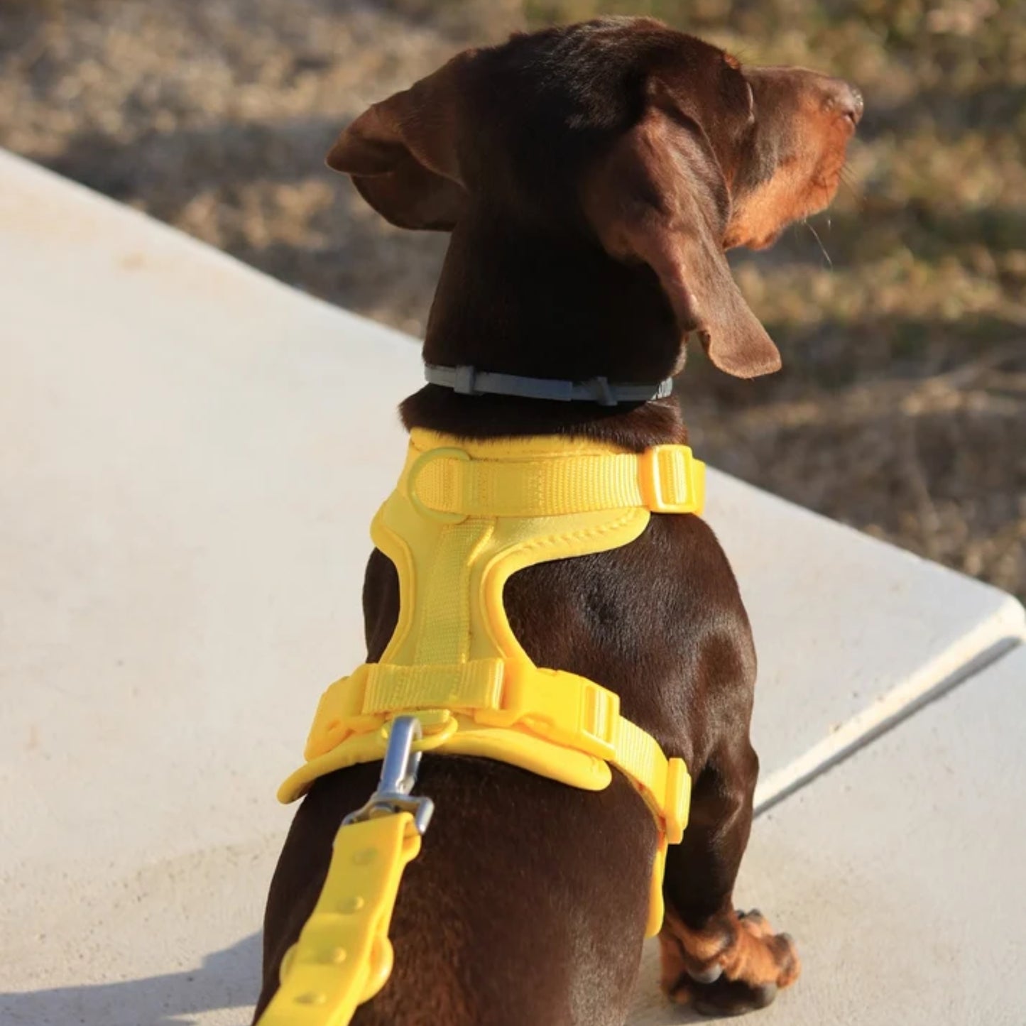 StrollReady – Allt för en trygg och bekväm hundpromenad
