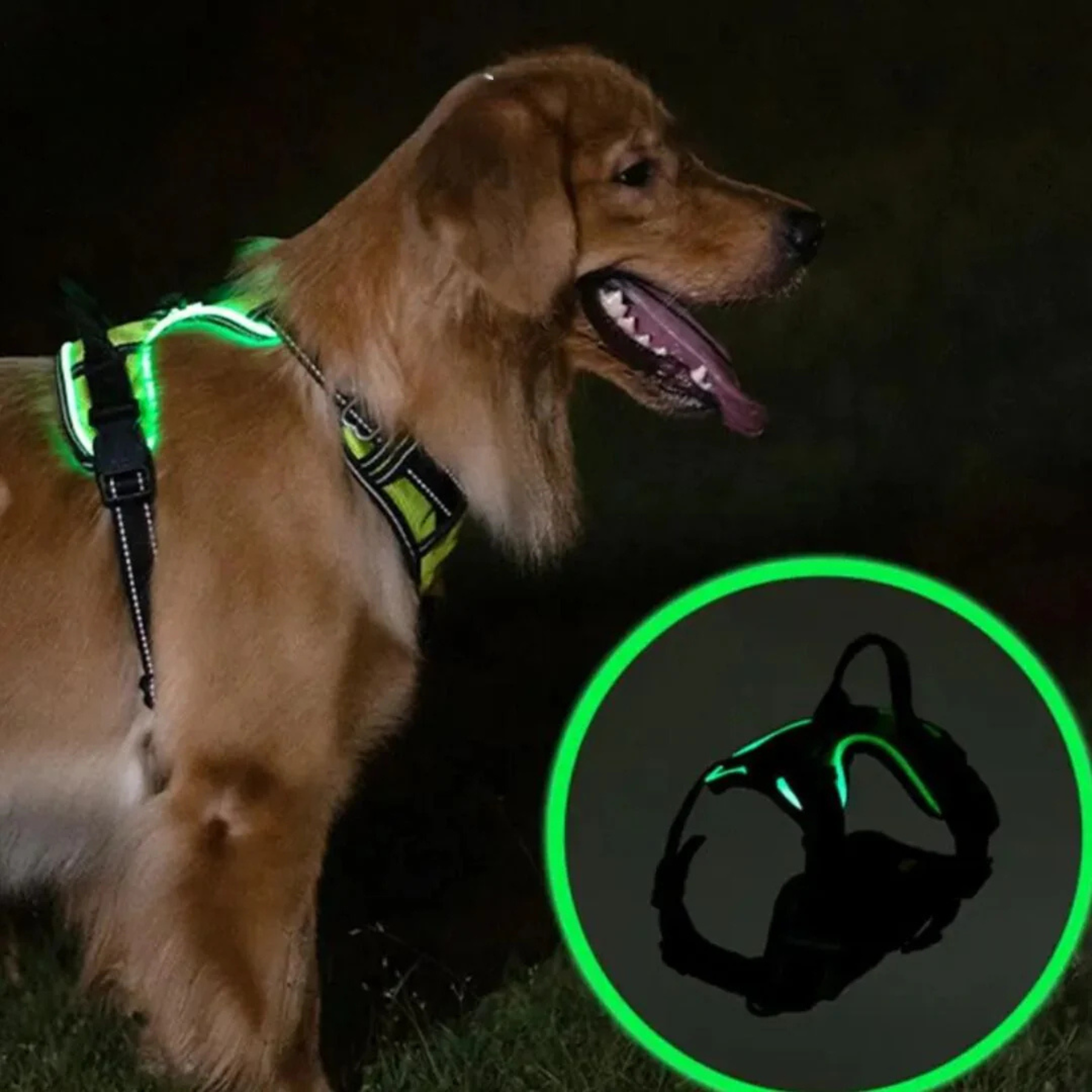 GlowGuard lysende hundsele