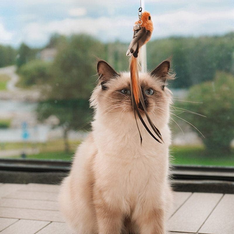 Katt jagar FeatherChase fjäder