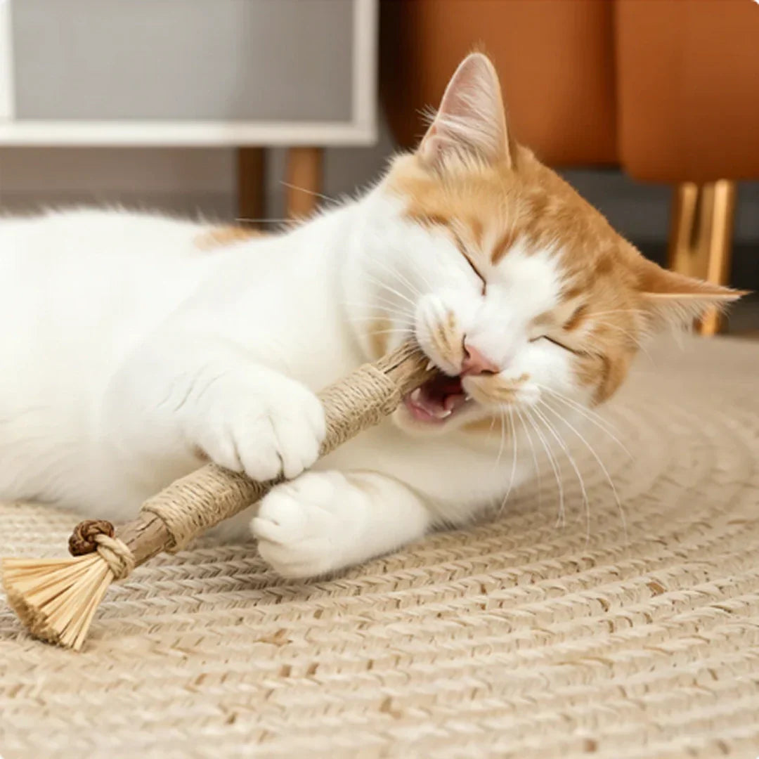 Katt med Matatabi Stick