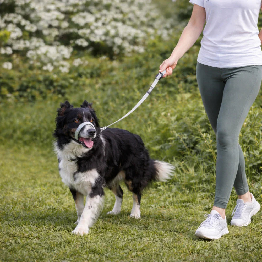 WalkEasy – Anti-træk Hundeline