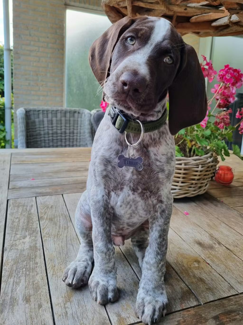 PawTag.avif