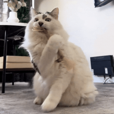 Katt tuggar på Matatabi Stick