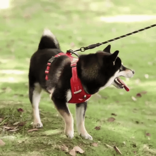 SafeWalk_gif_1