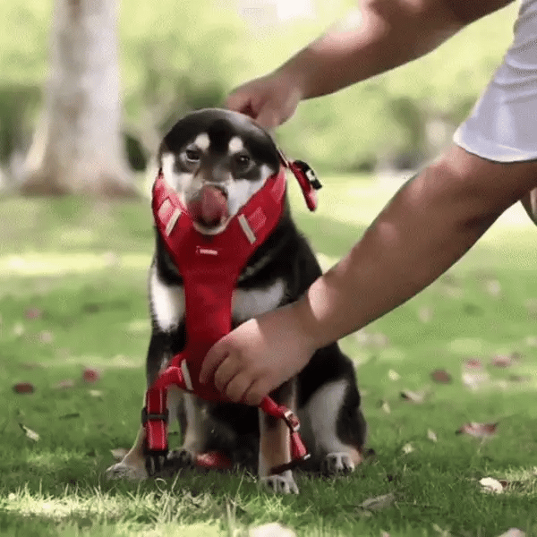 SafeWalk_gif_3