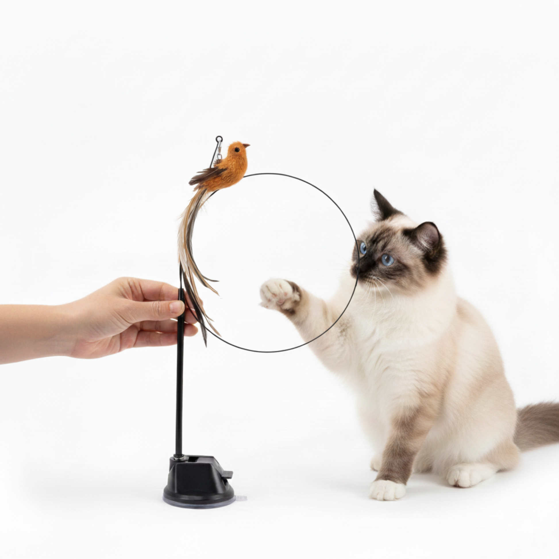 Katt leker med FeatherChase fjäderleksak