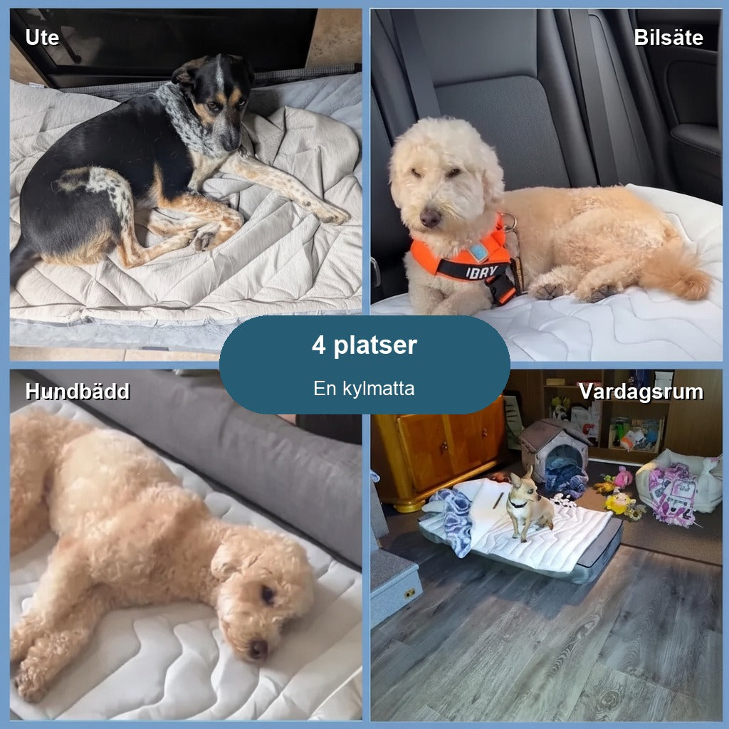 4 platser, en kylmatta: ute, bilsäte, hundbädd, vardagsrum