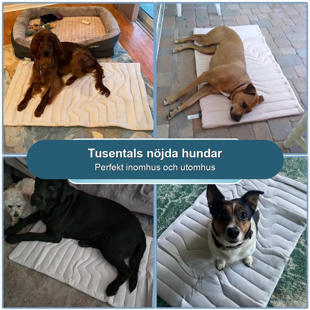 Tusentals nöjda hundar, perfekt inomhus och utomhus