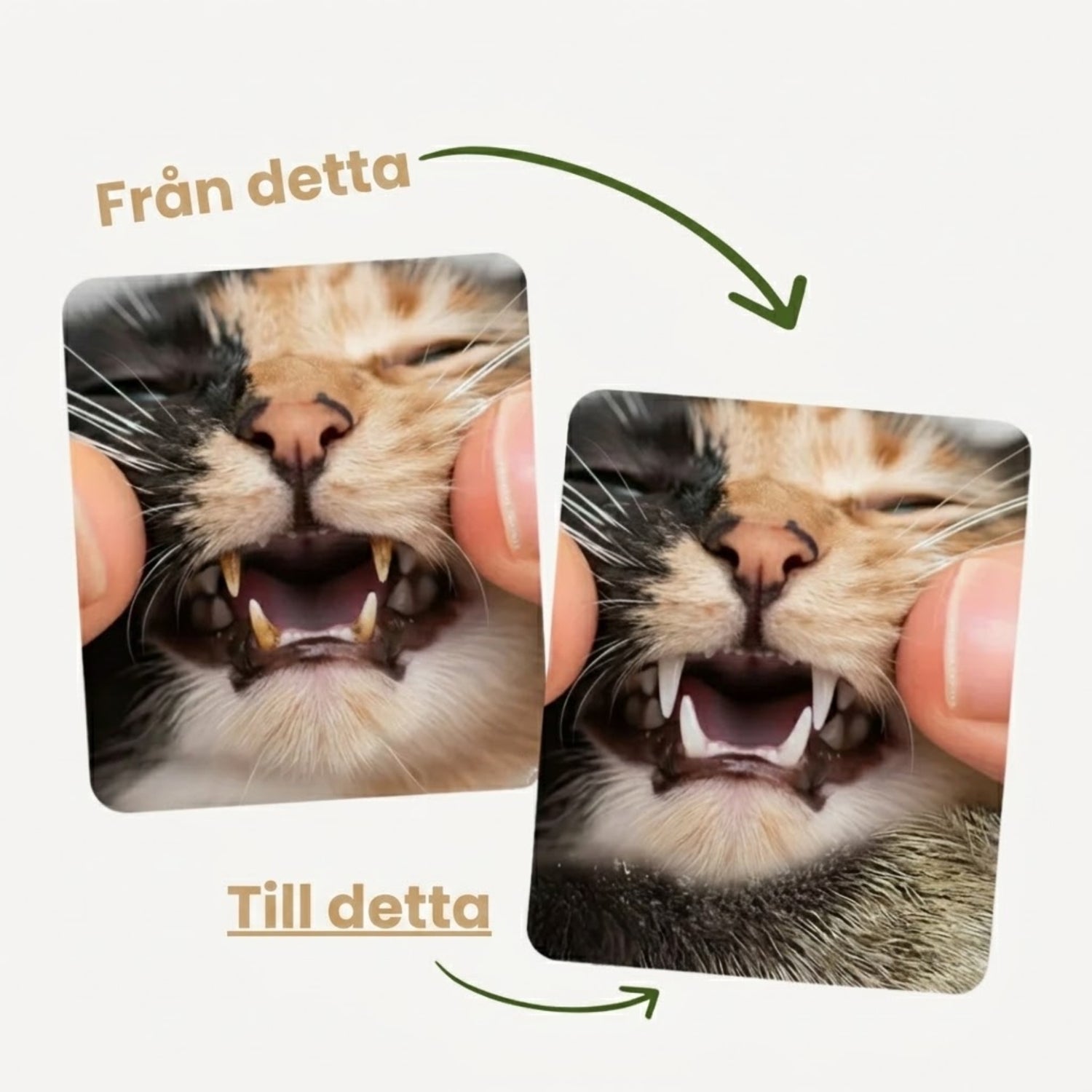 matatabi-fran-till-se.jpg