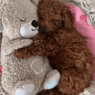 snuggleotter-row-1