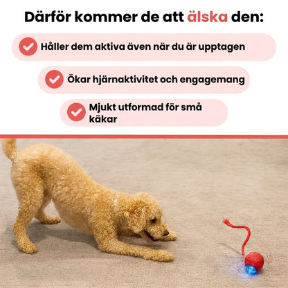 Därför älskar hundar FlashTail leksak