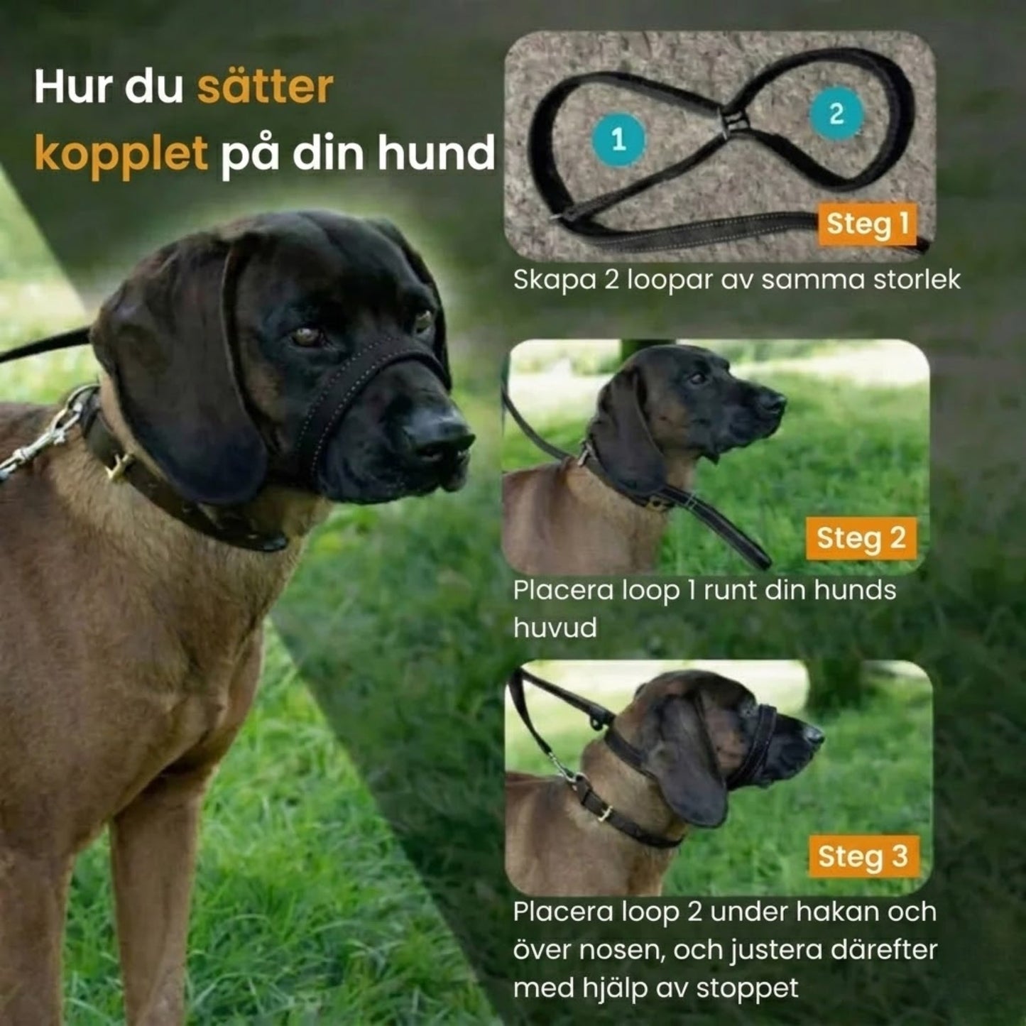 WalkEasy – Hur du sätter kopplet